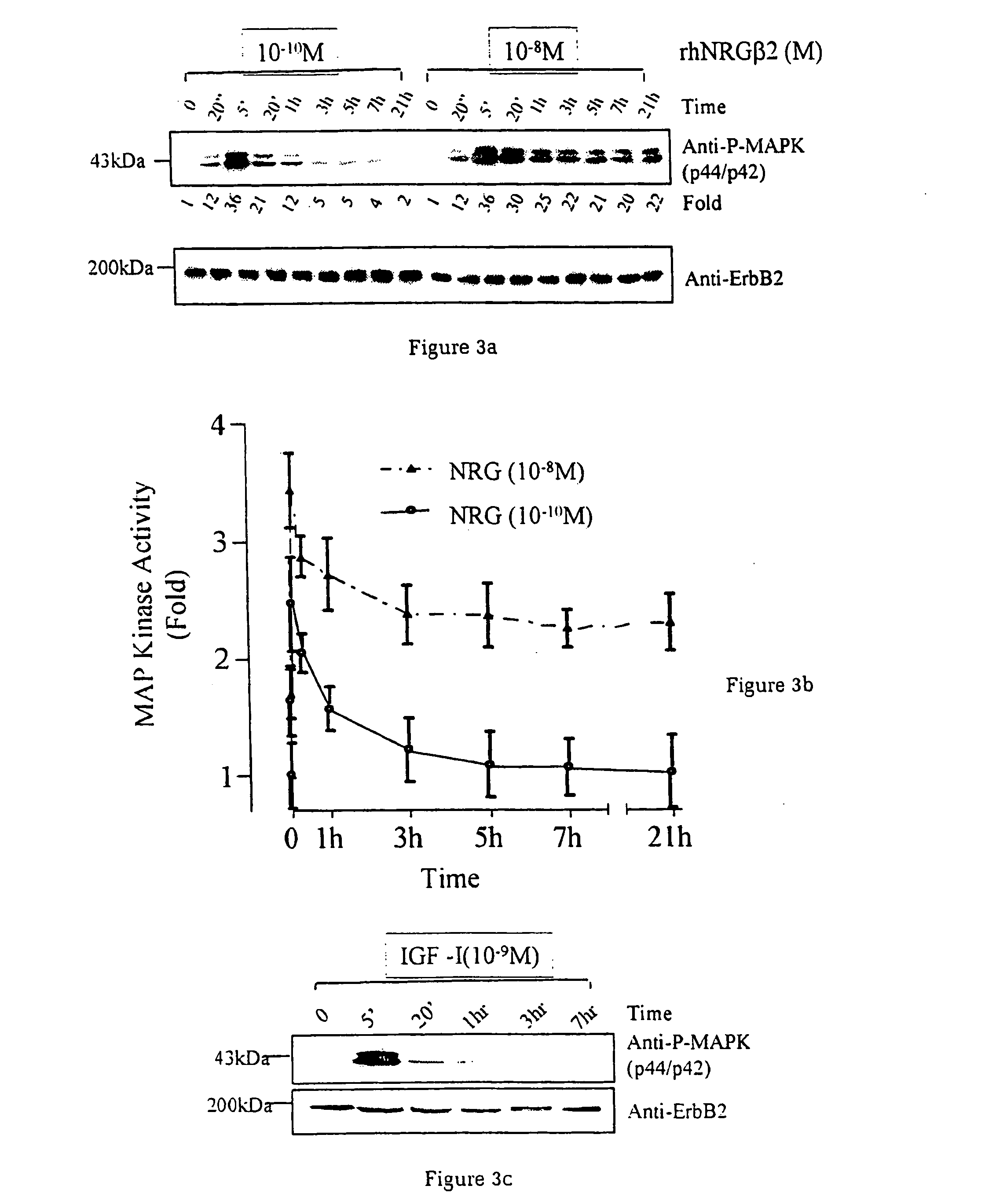 Cardiac muscle function and manipulation