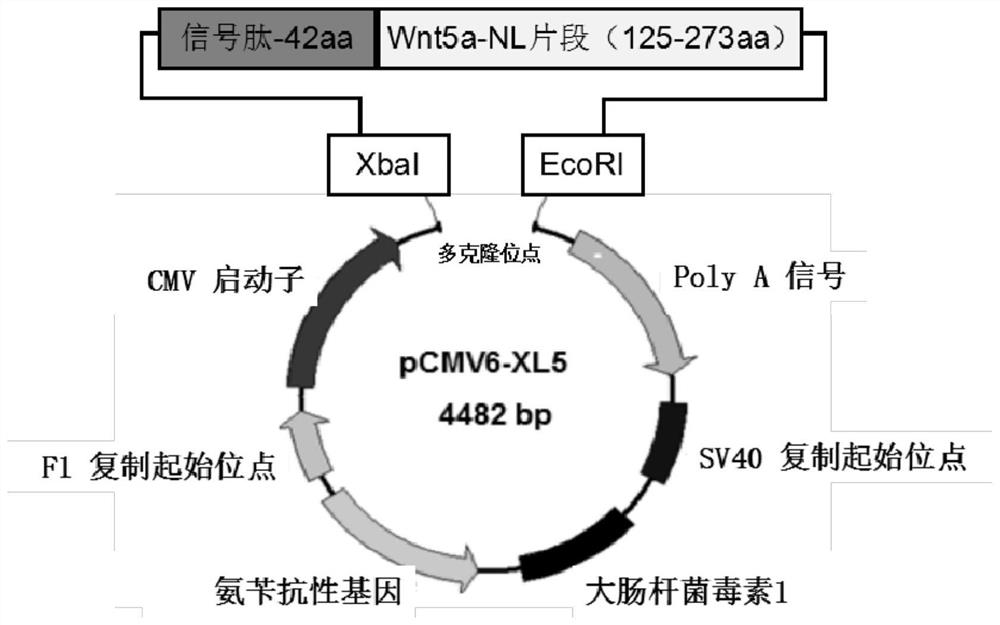 Human wnt5a-nl nucleic acid recombinant and its preparation method and application