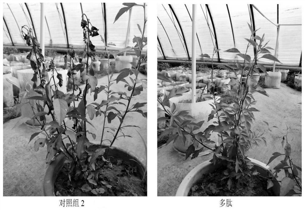 Application of polypeptide in preparation of preparation for preventing and treating plant diseases