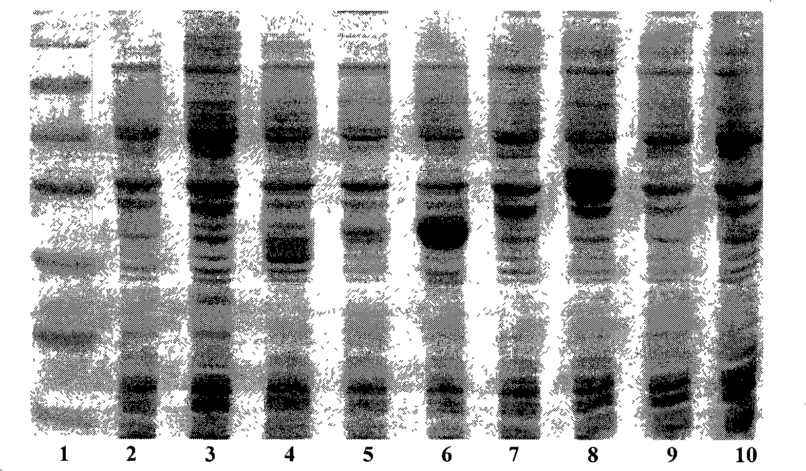 Method for recombination, amalgamation and expression of series antimicrobial peptide gene