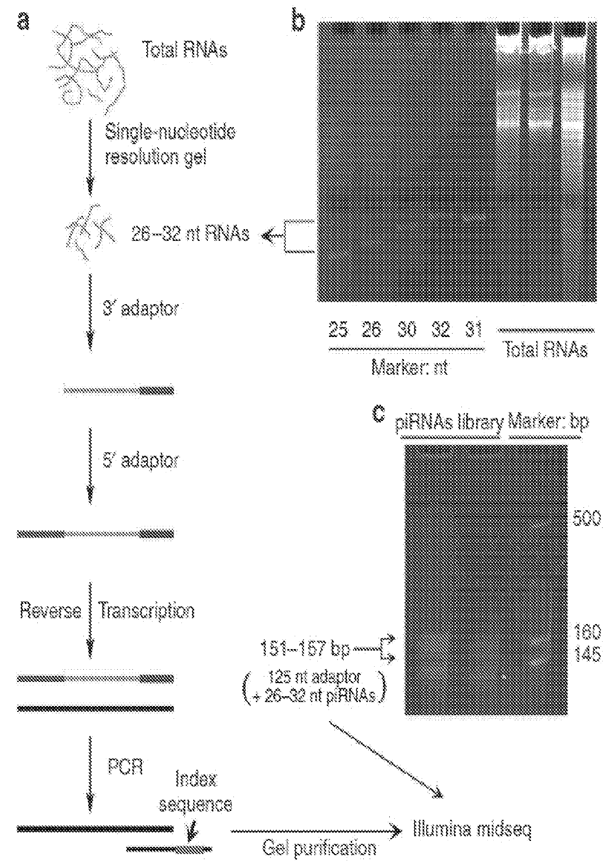 Short Non-Coding Protein Regulatory RNAs (sprRNAs) and Methods of Use
