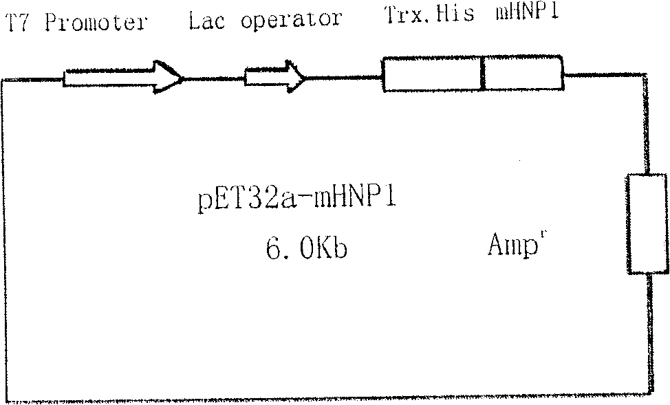 Production process of human-alpha phylaxin-1 protein with colibacillus