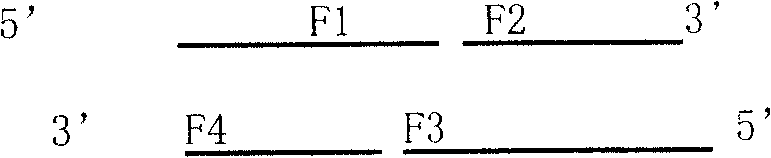 Production process of human-alpha phylaxin-1 protein with colibacillus