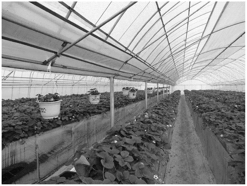 A two-span three-story thermal insulation strawberry greenhouse and its application