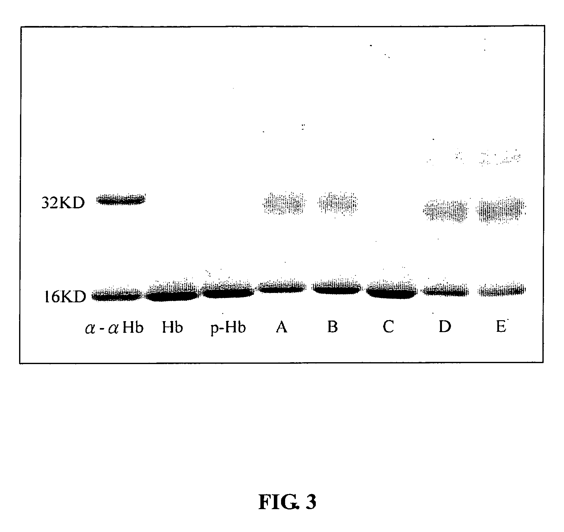 Modified hemoglobin with allosteric effector conjugated