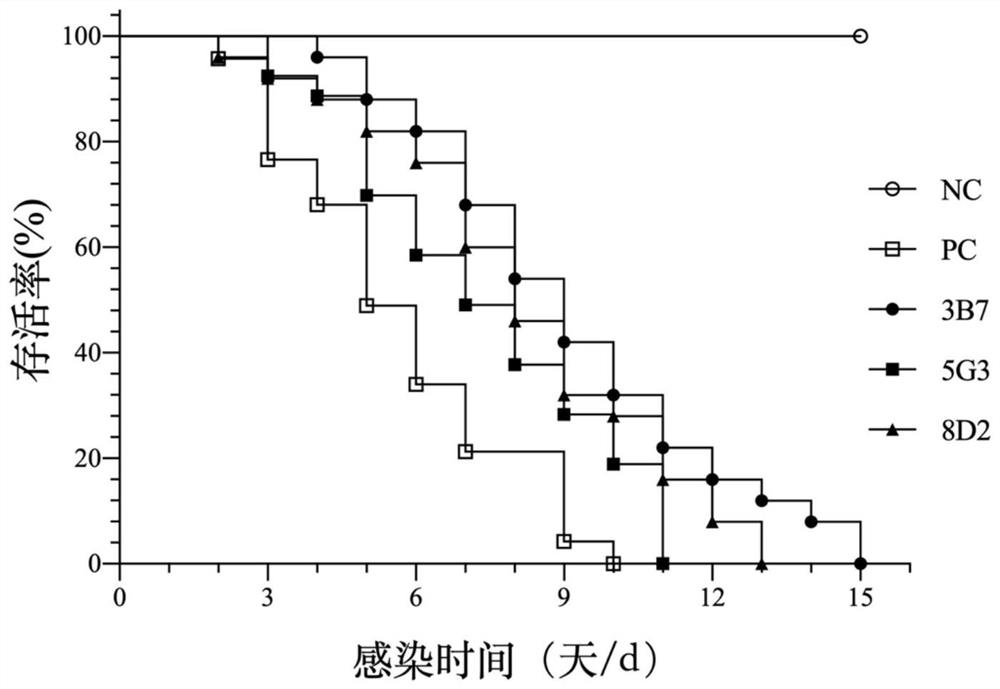 White spot disease virus single-chain variable region recombinant antibody as well as preparation method and application thereof