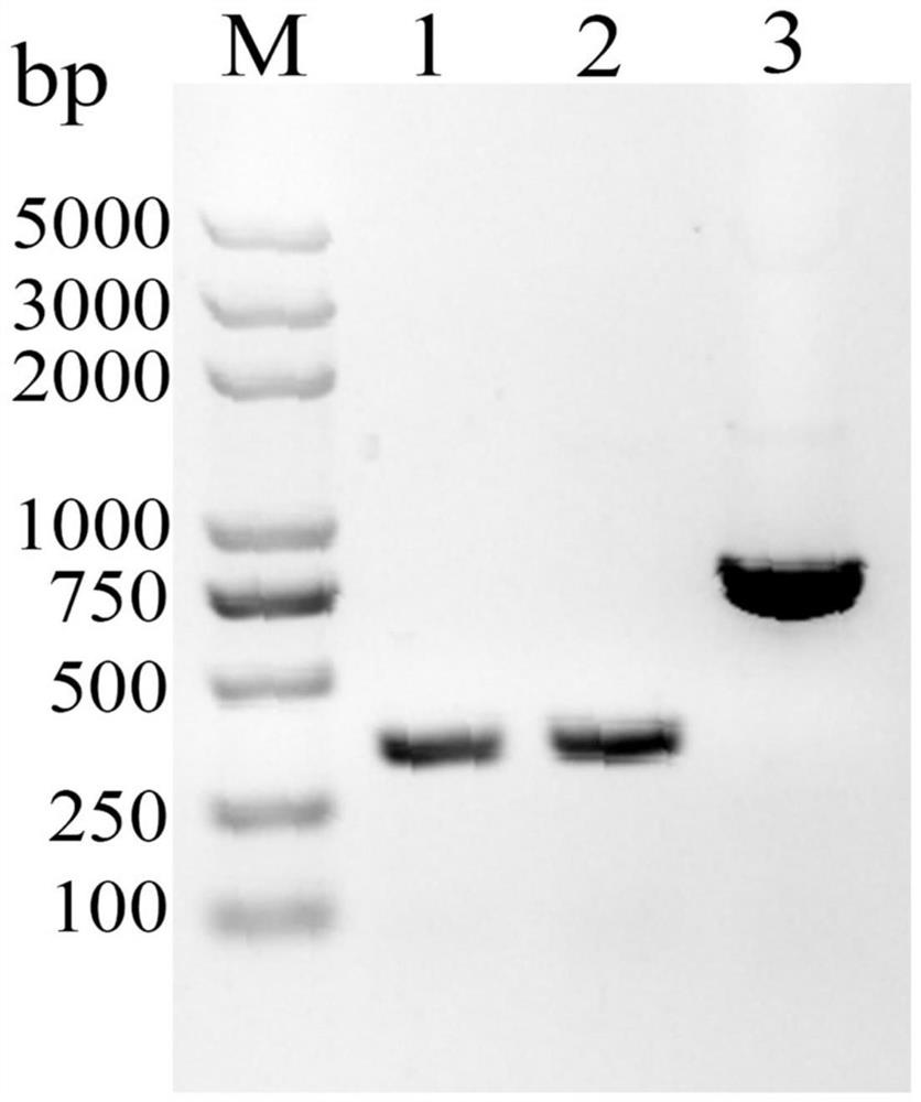 White spot disease virus single-chain variable region recombinant antibody as well as preparation method and application thereof