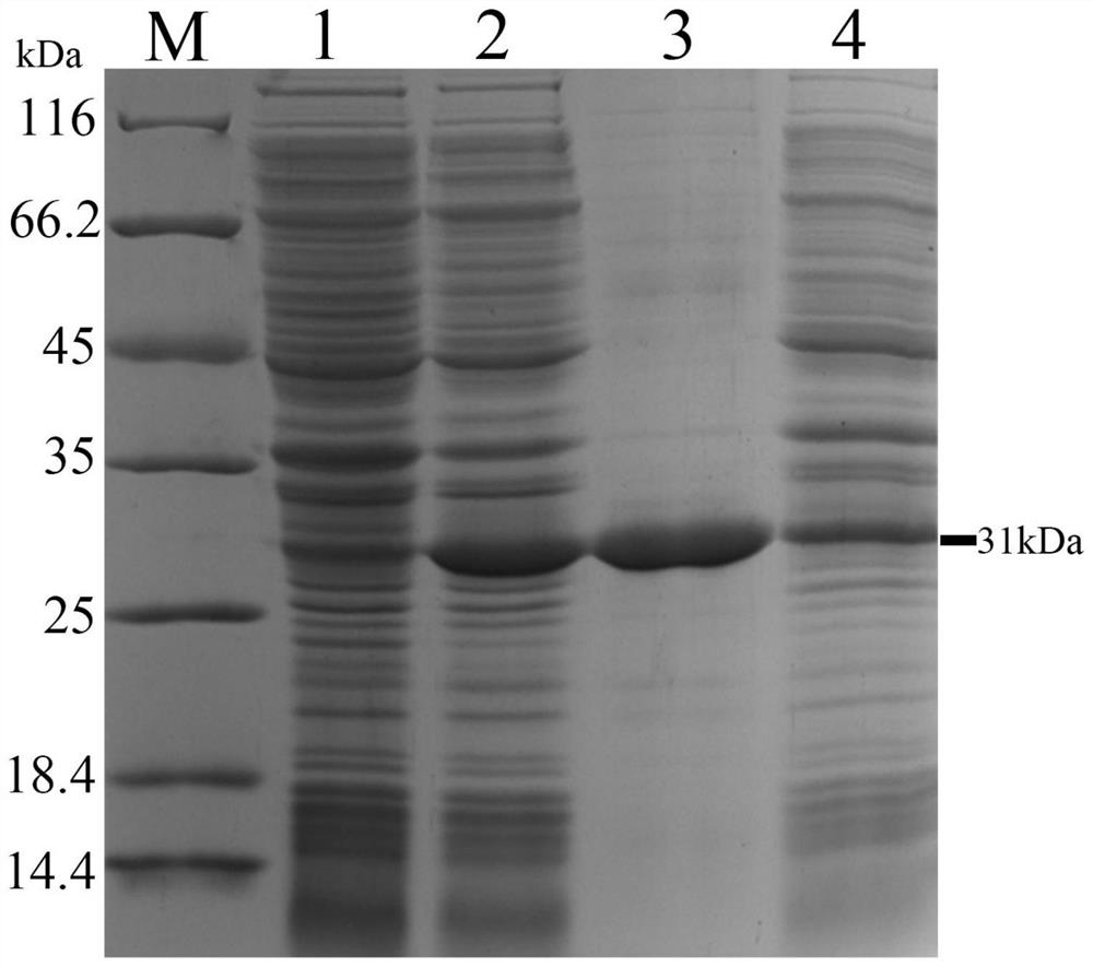 White spot disease virus single-chain variable region recombinant antibody as well as preparation method and application thereof