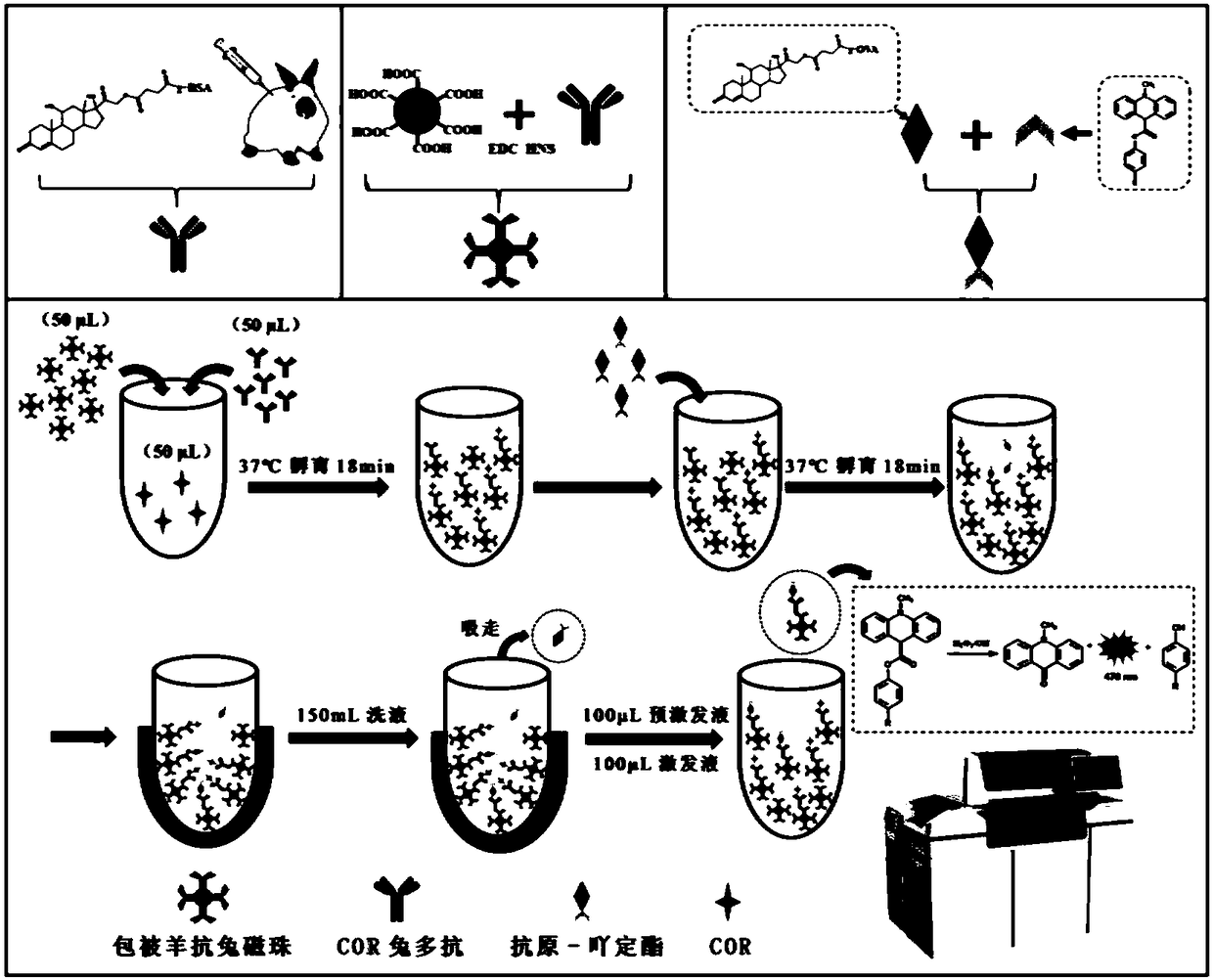 Magnetic particle-based hydrocortisone chemiluminescence immune assay method and kit