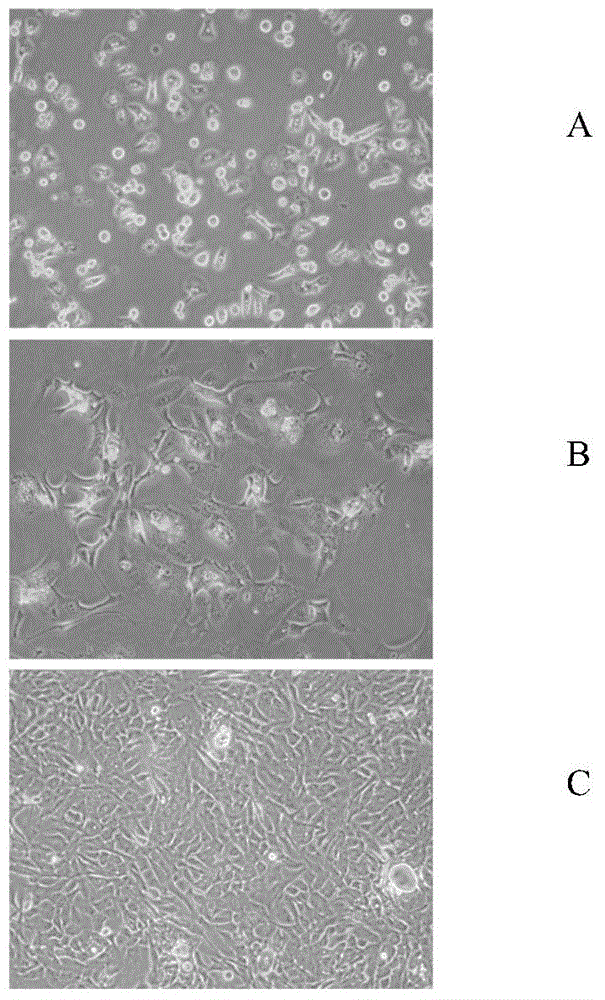 Method for long-time in-vitro culturing and proliferating hepatic cells and application of method