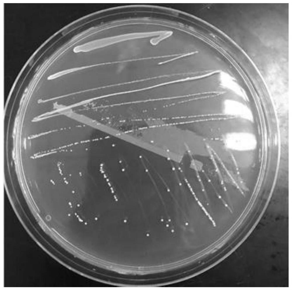 A strain of Lactobacillus rhamnosus ccfm1131 that relieves hyperuricemia