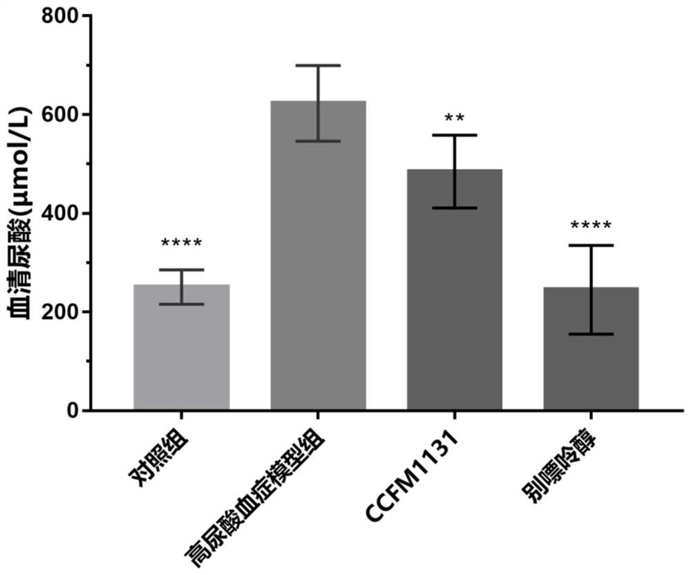 A strain of Lactobacillus rhamnosus ccfm1131 that relieves hyperuricemia