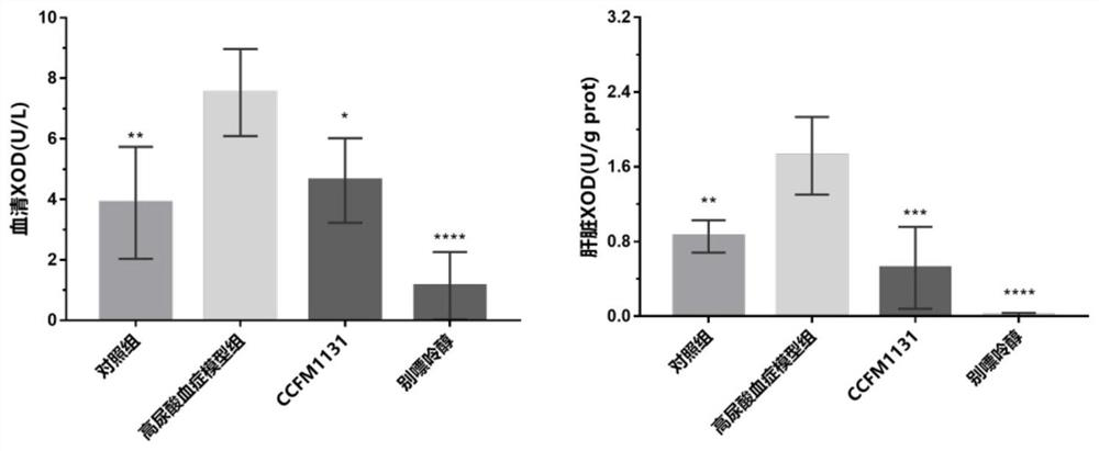 A strain of Lactobacillus rhamnosus ccfm1131 that relieves hyperuricemia