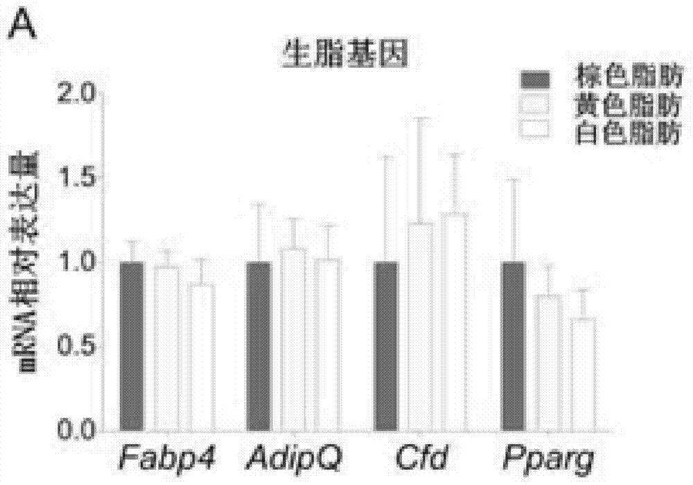 Protein with similar function of irisin structural domain, and composition comprising protein and application of protein