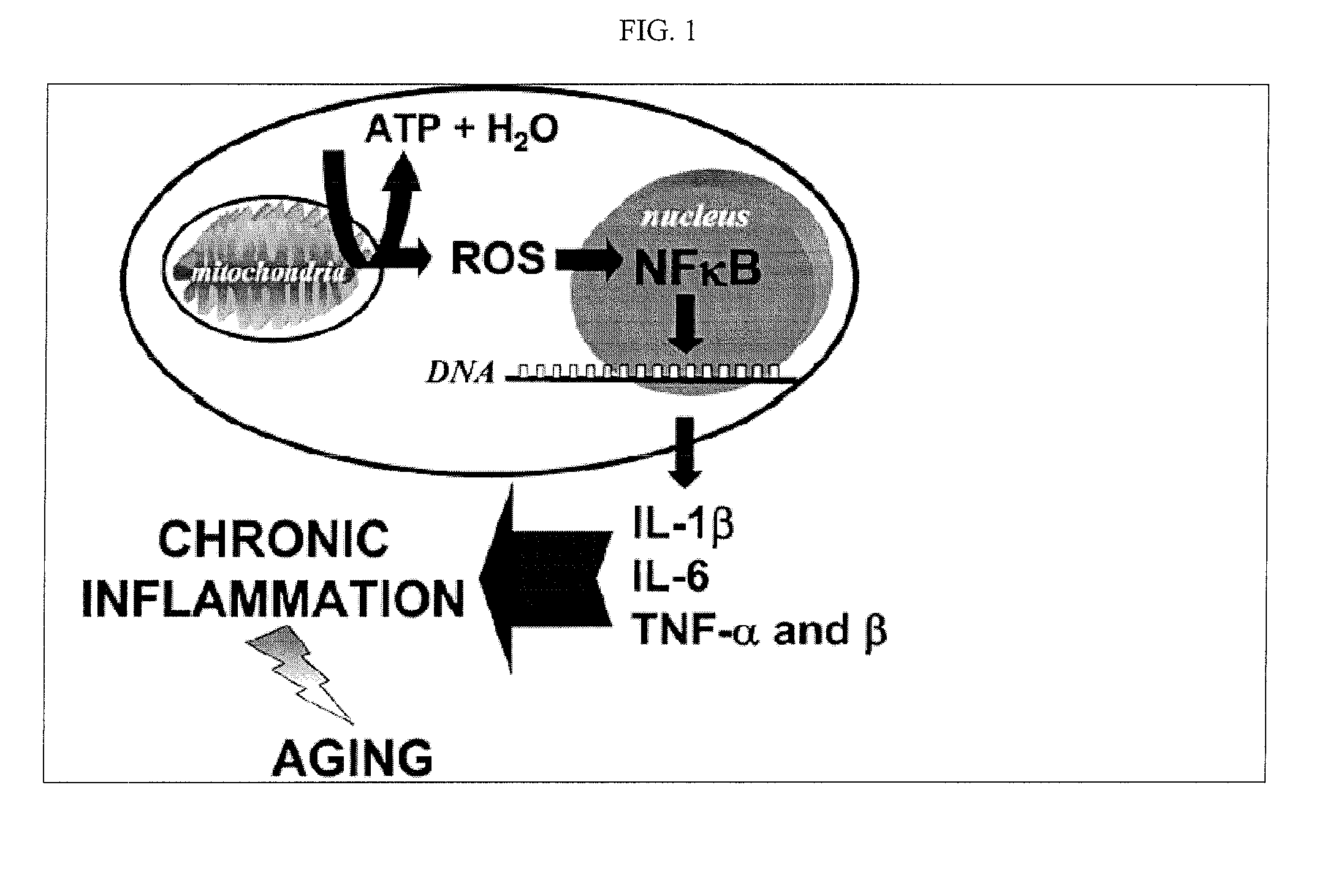 Compositions and Methods to Manage the Inflammatory Basis of Chronic Disease Conditions and Maintain an Optimal Immune Response in Elderly
