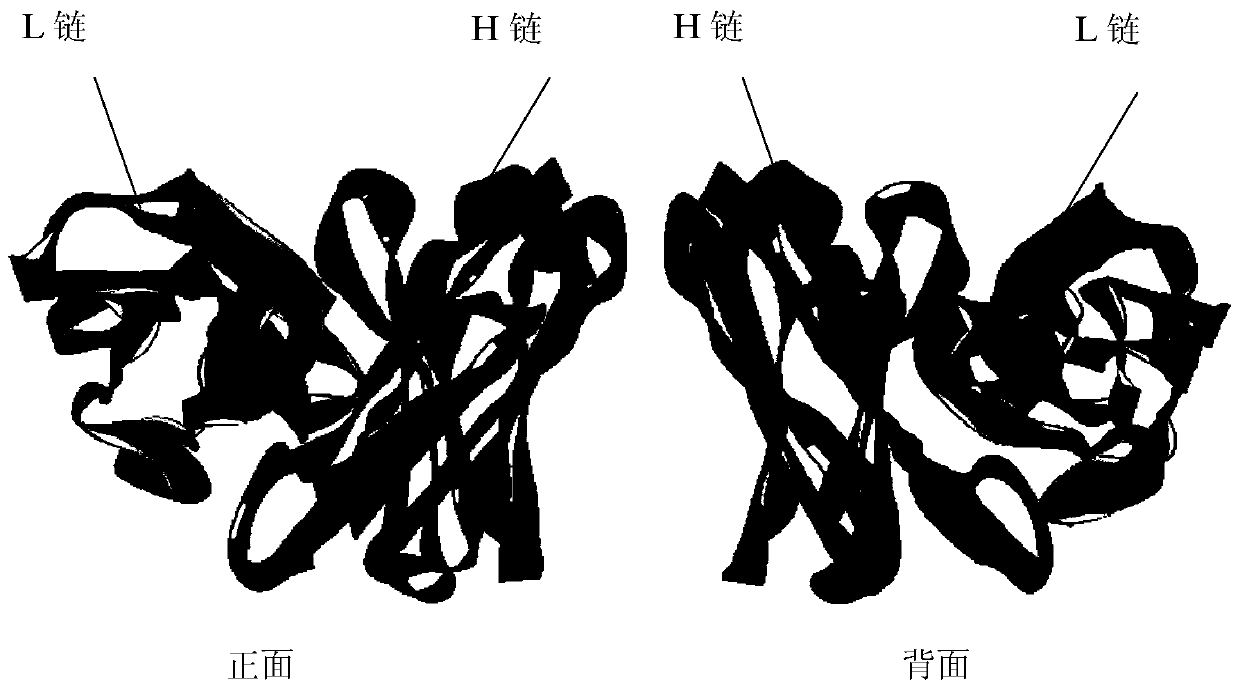 Antigen-binding fragment of humanized anti-CD19