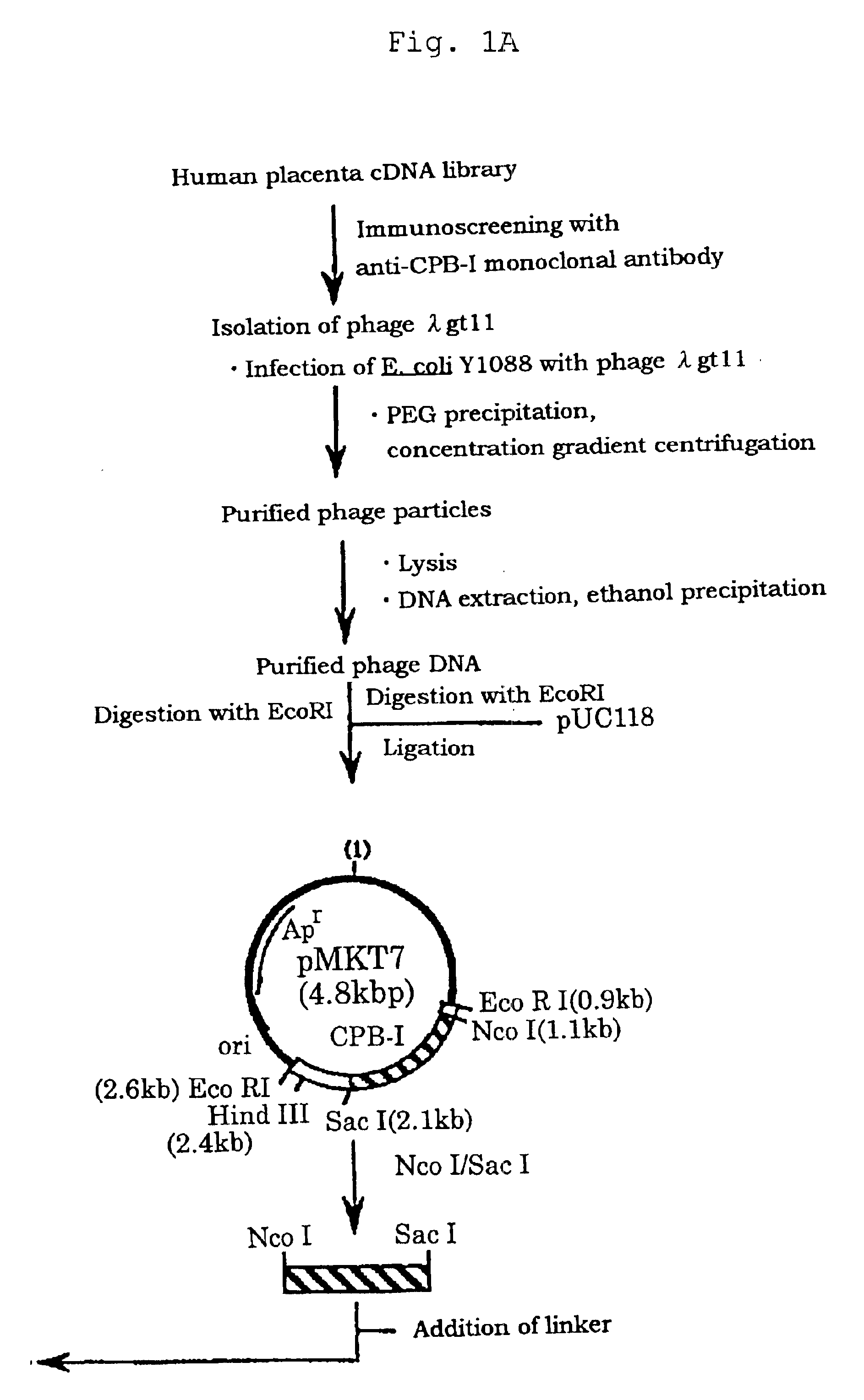 Method of purifying calcium ion-binding protein