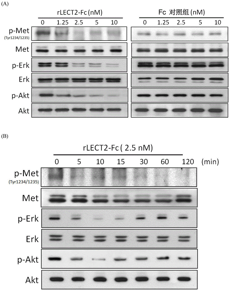 Methods and compositions related to reduced met phosphorylation by leukocyte cell-derived chemotaxin 2 in tumor cells