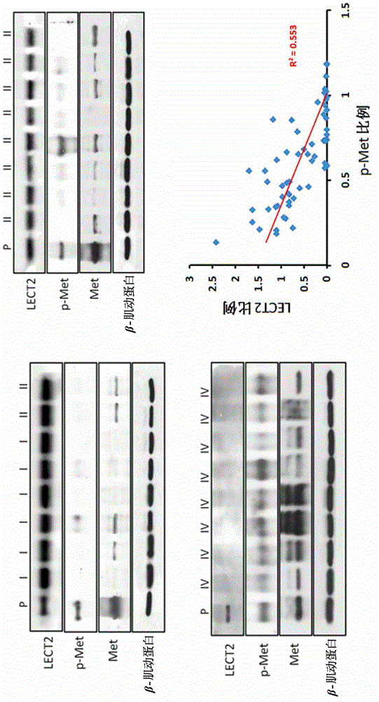 Methods and compositions related to reduced met phosphorylation by leukocyte cell-derived chemotaxin 2 in tumor cells