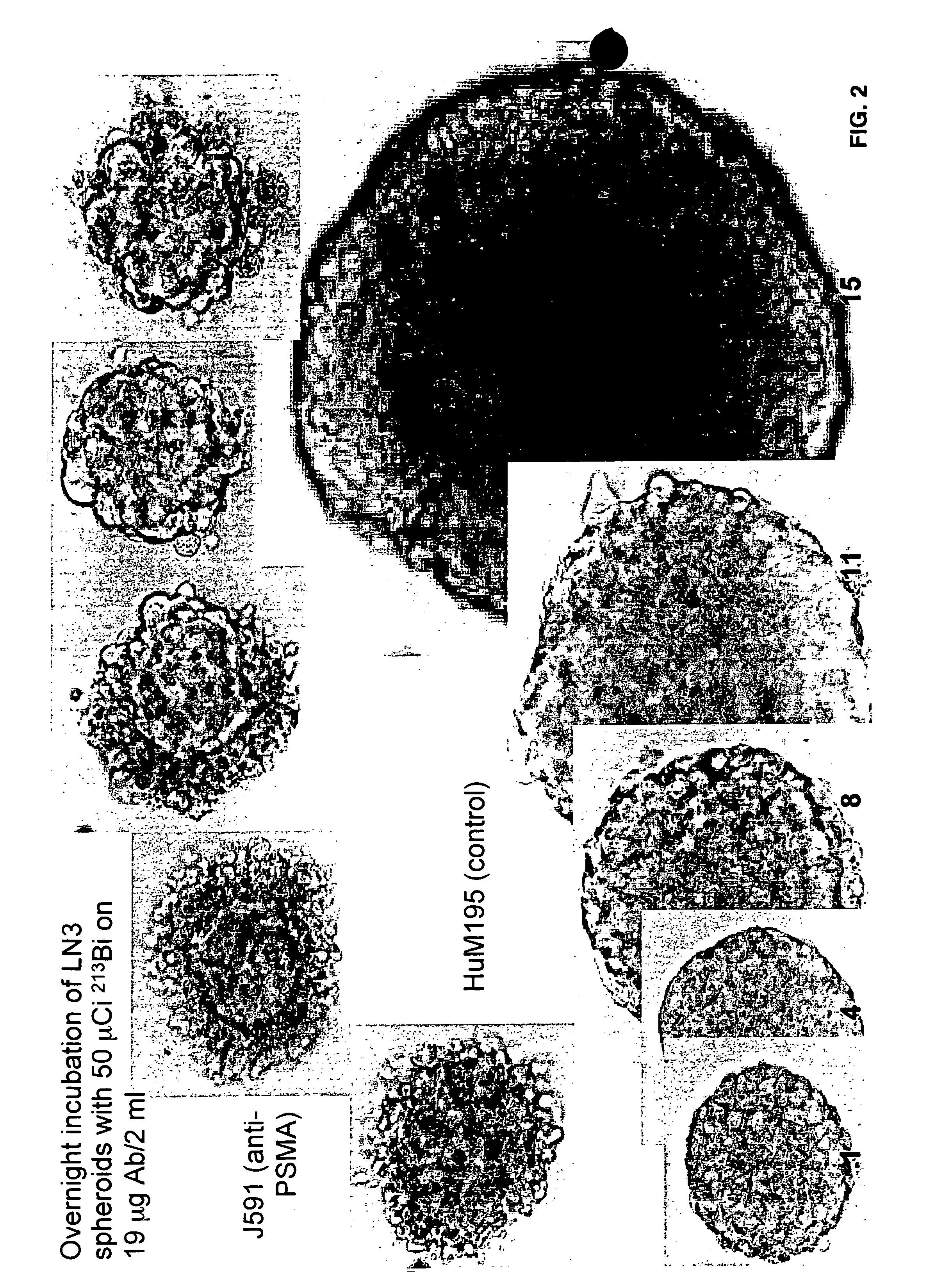 Alpha emitting constructs and uses thereof