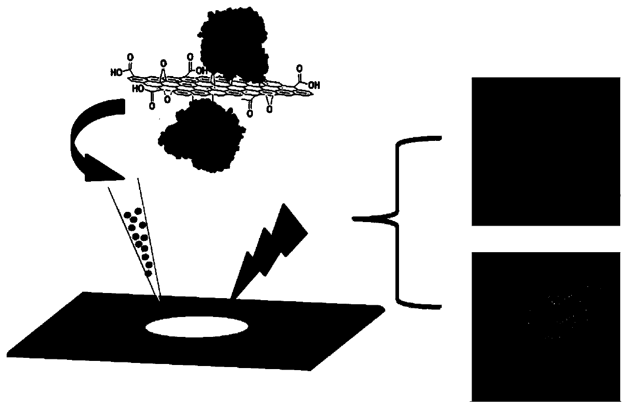 A method for protein identification and imaging mass spectrometry based on efficient in situ enzymatic hydrolysis of immobilized enzyme