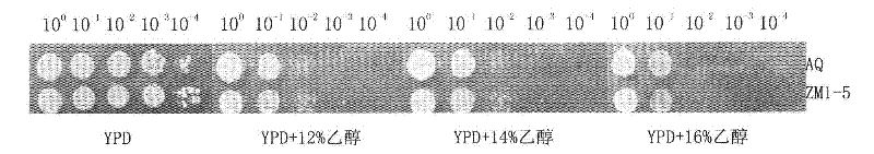 Saccharomyces cerevisiae strain and application thereof