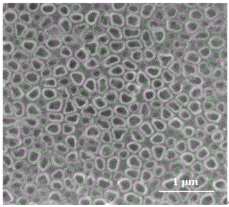 Preparation method and application of Ti3+ doped TiO2 nanotube array/sulfonated poly phenol membrane electrode