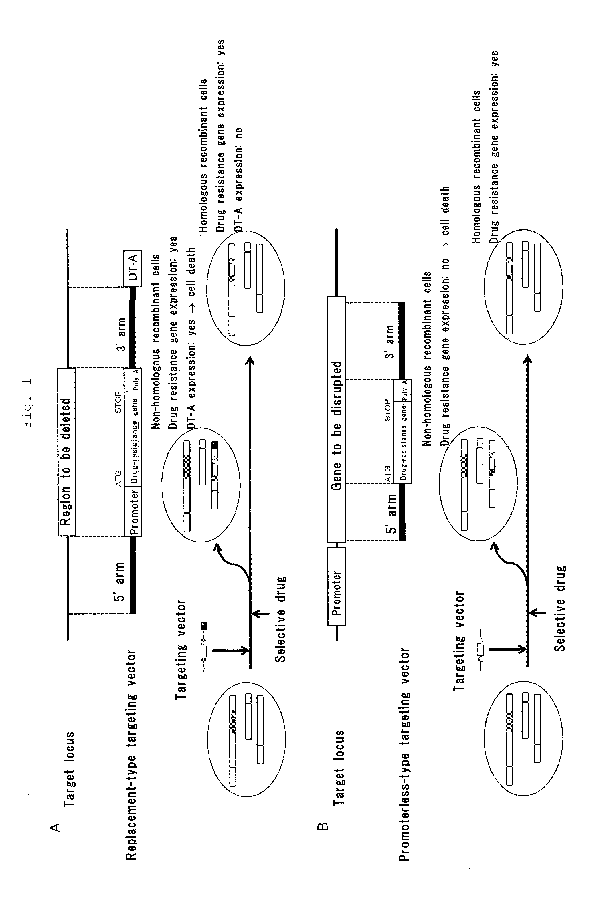 Gene targeting vector, method for manufacturing same, and method for using same