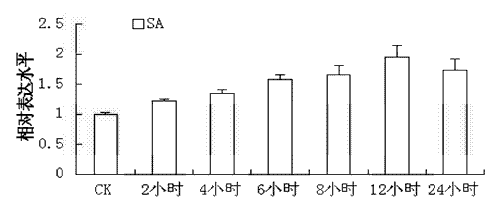 Cotton GhWRKY51 transcription factor, and coding gene and application thereof