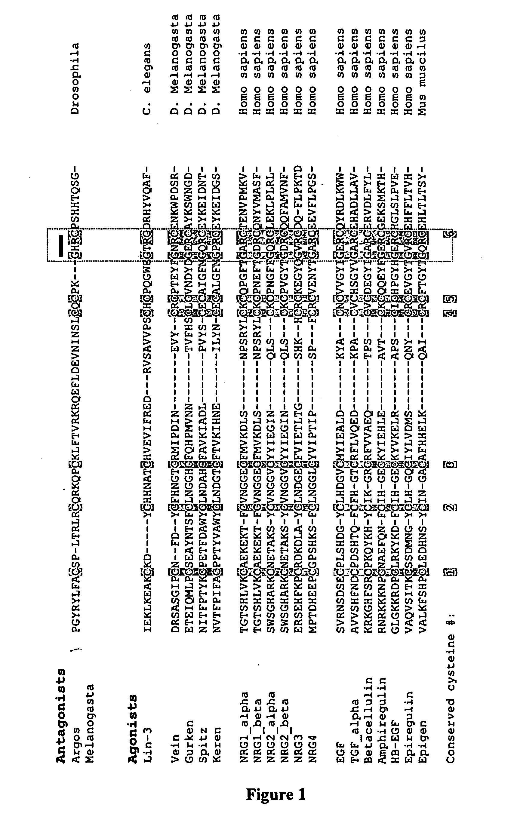 Splice Variants of ErbB Ligands, Compositions and Uses Thereof