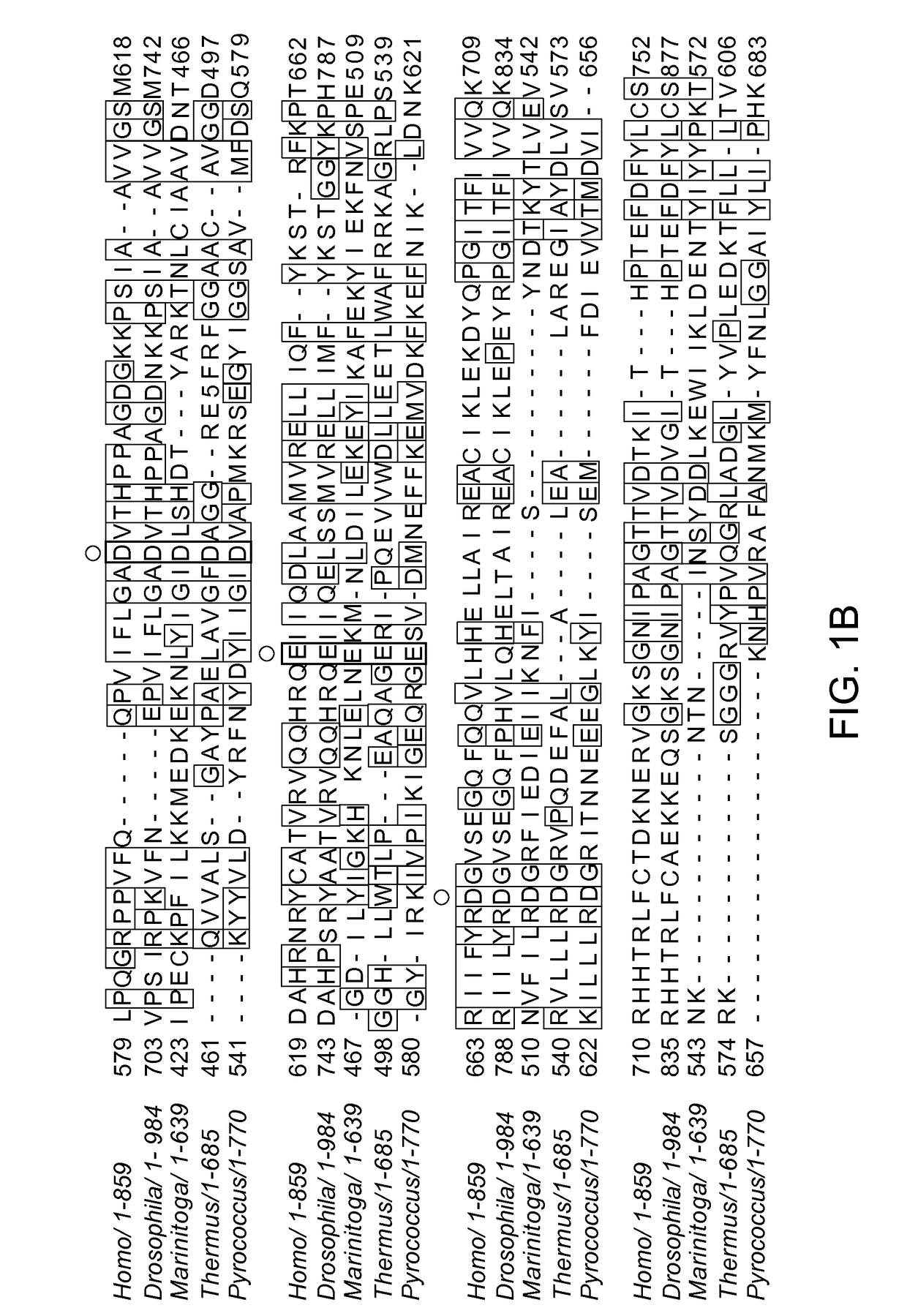 Methods and compositions for using argonaute to modify a single stranded target nucleic acid