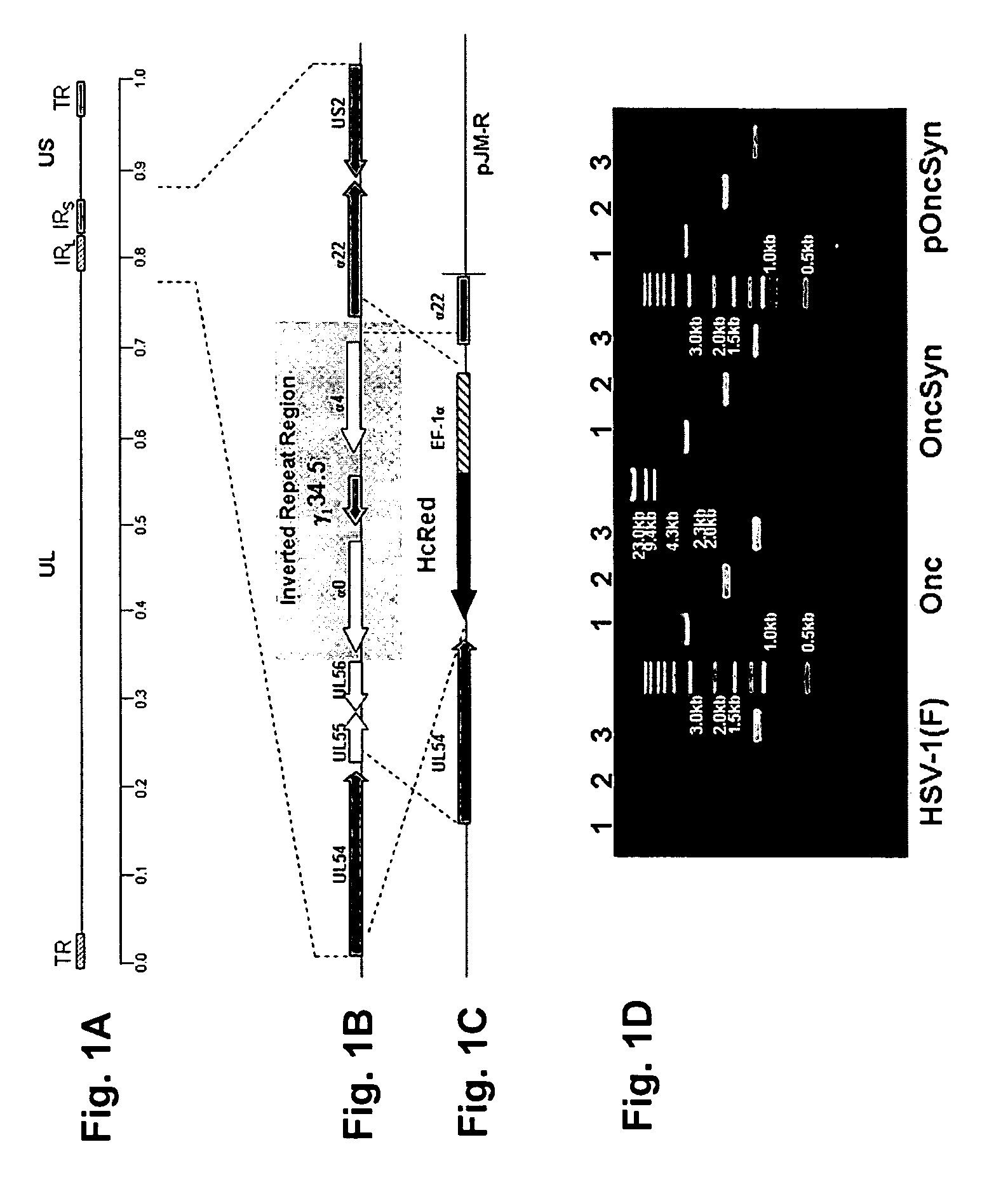 Synthetic herpes simplex viruses type-1 for treatment of cancers