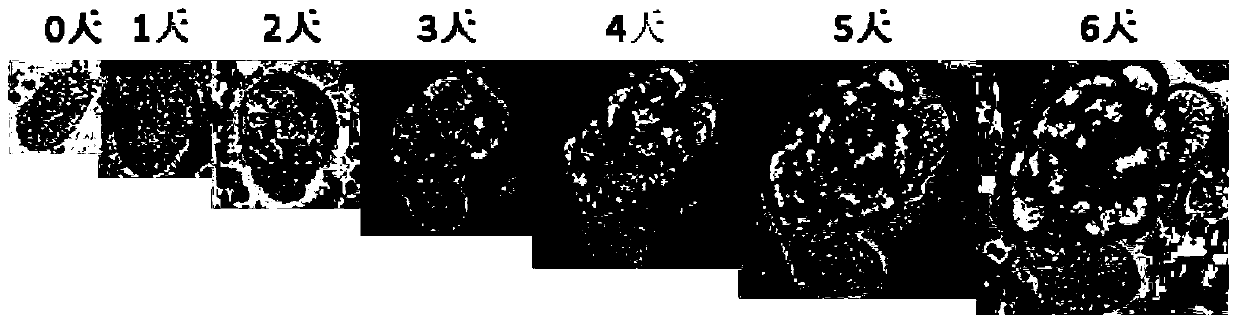 Construction method and application of p-glycoprotein model of human small intestine 3D organoid research