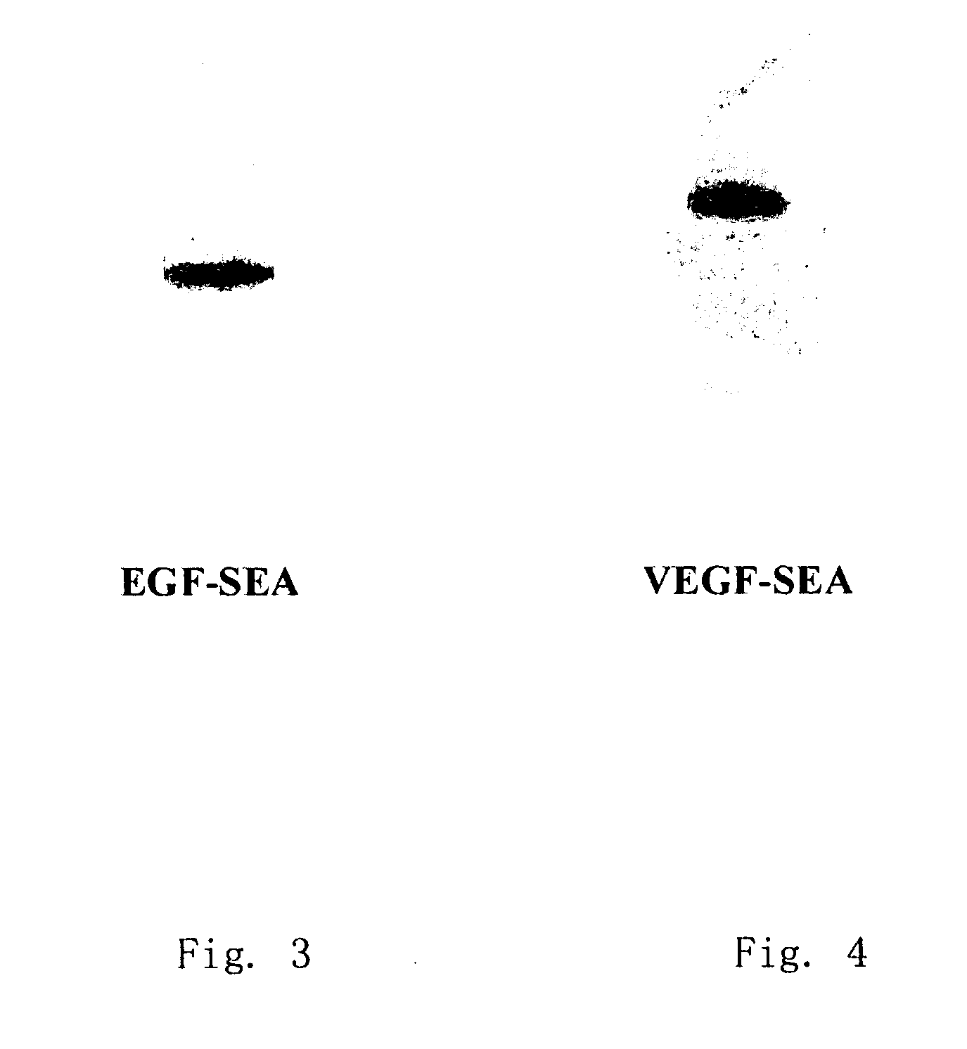 Superantigen fusion protein for anti-cancer therapy and methods for the production thereof