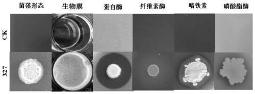 Bacillus amyloliquefaciens 327 and application thereof