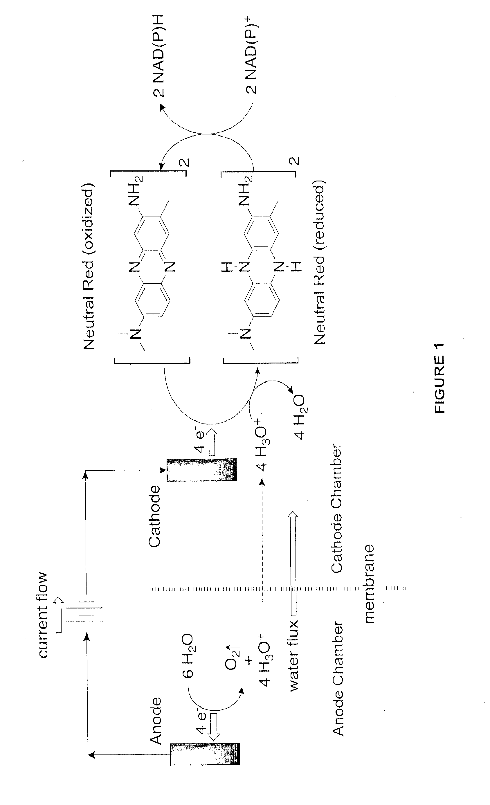Electrochemical bioreactor module and methods of using the same