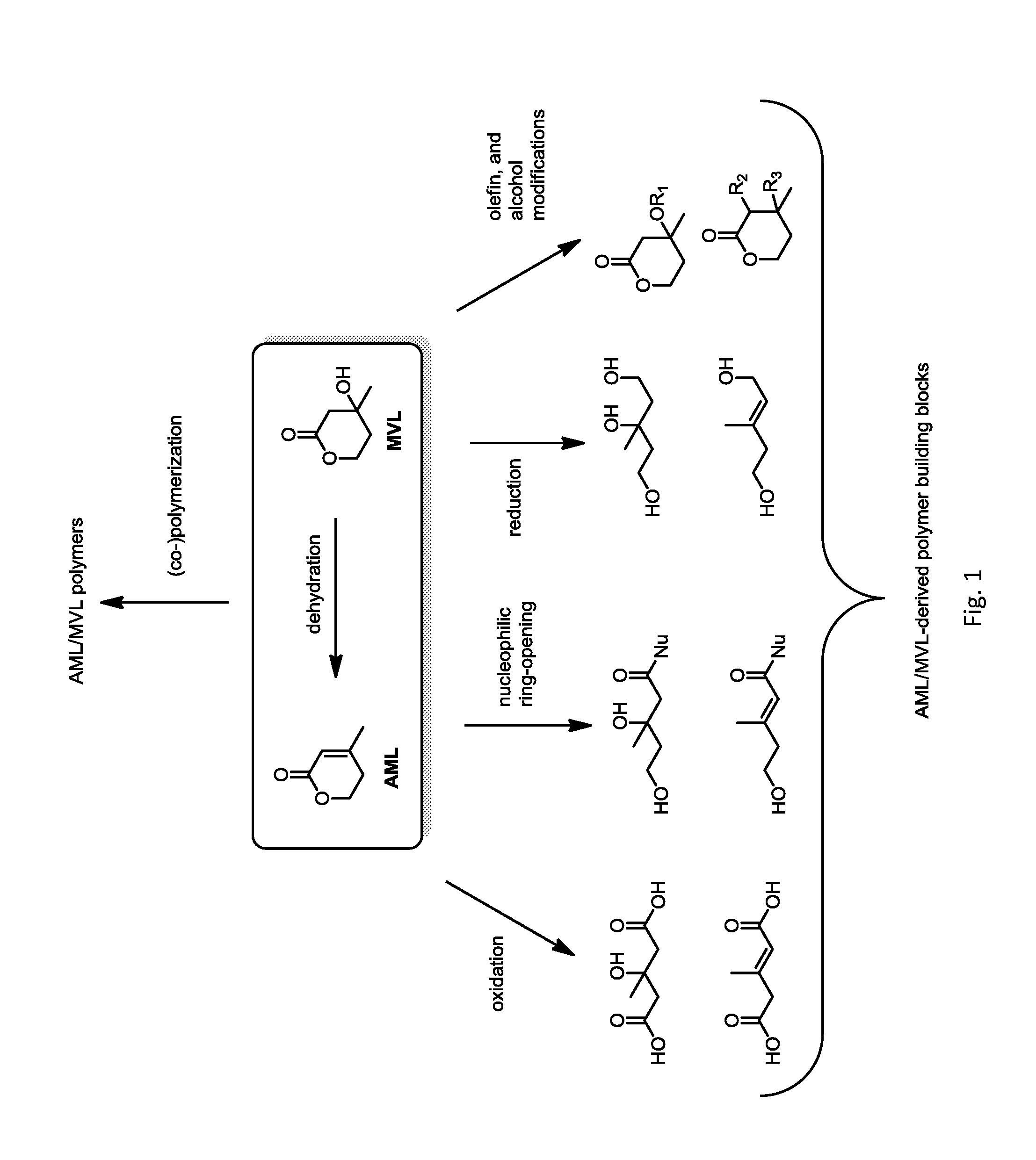 Polymers prepared from mevalonolactone and derivatives