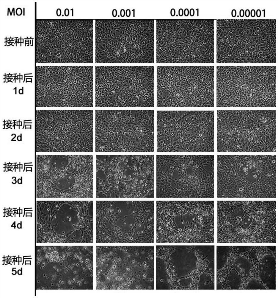 Infectious hematopoietic organ necrosis vaccine and method for amplifying virus of infectious hematopoietic organ necrosis vaccine on muscle cells of Pimephales promelas