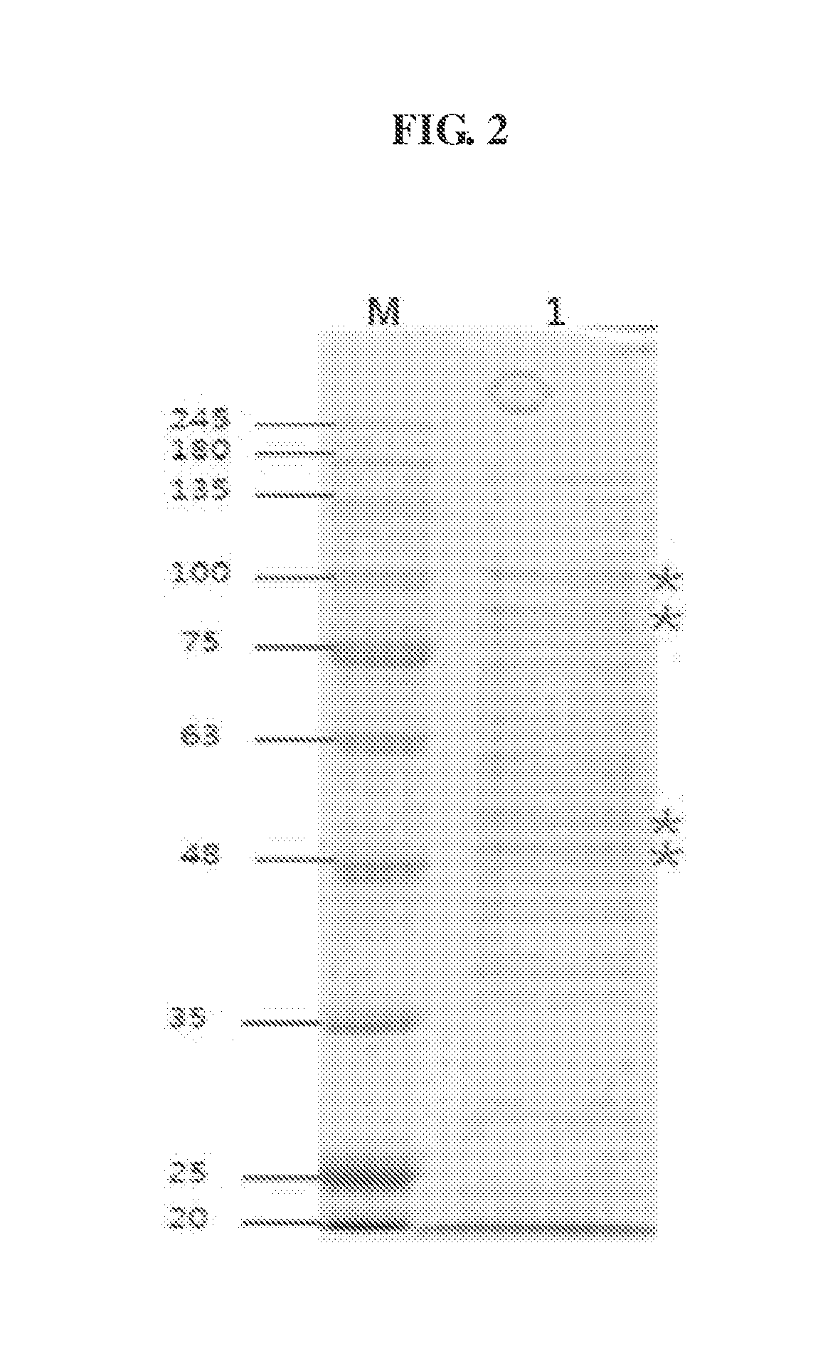 Method for prevention and treatment of escherichia coli infections using a bacteriophage with broad antibacterial spectrum against escherichia coli