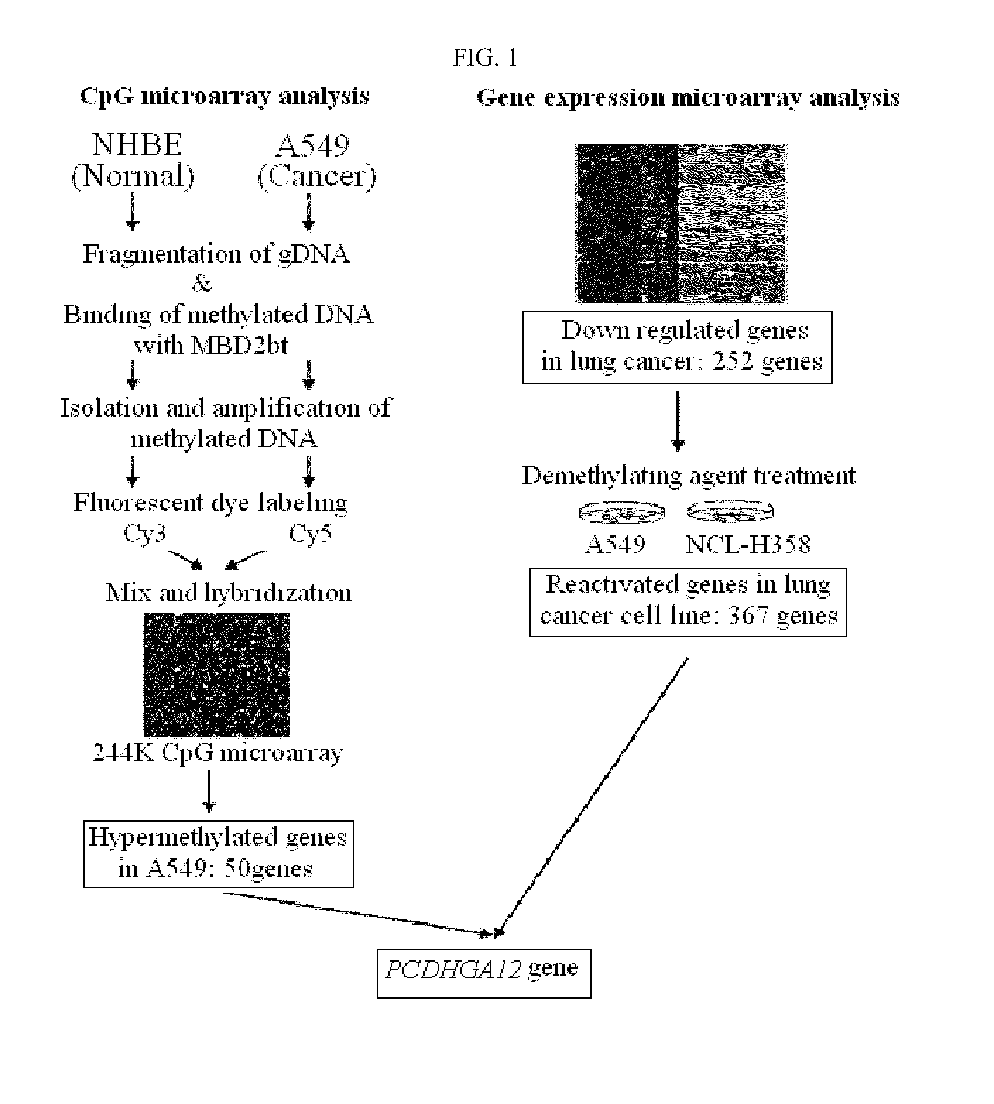 Method for detecting lung cancer using lung cancer-specific methylation marker gene