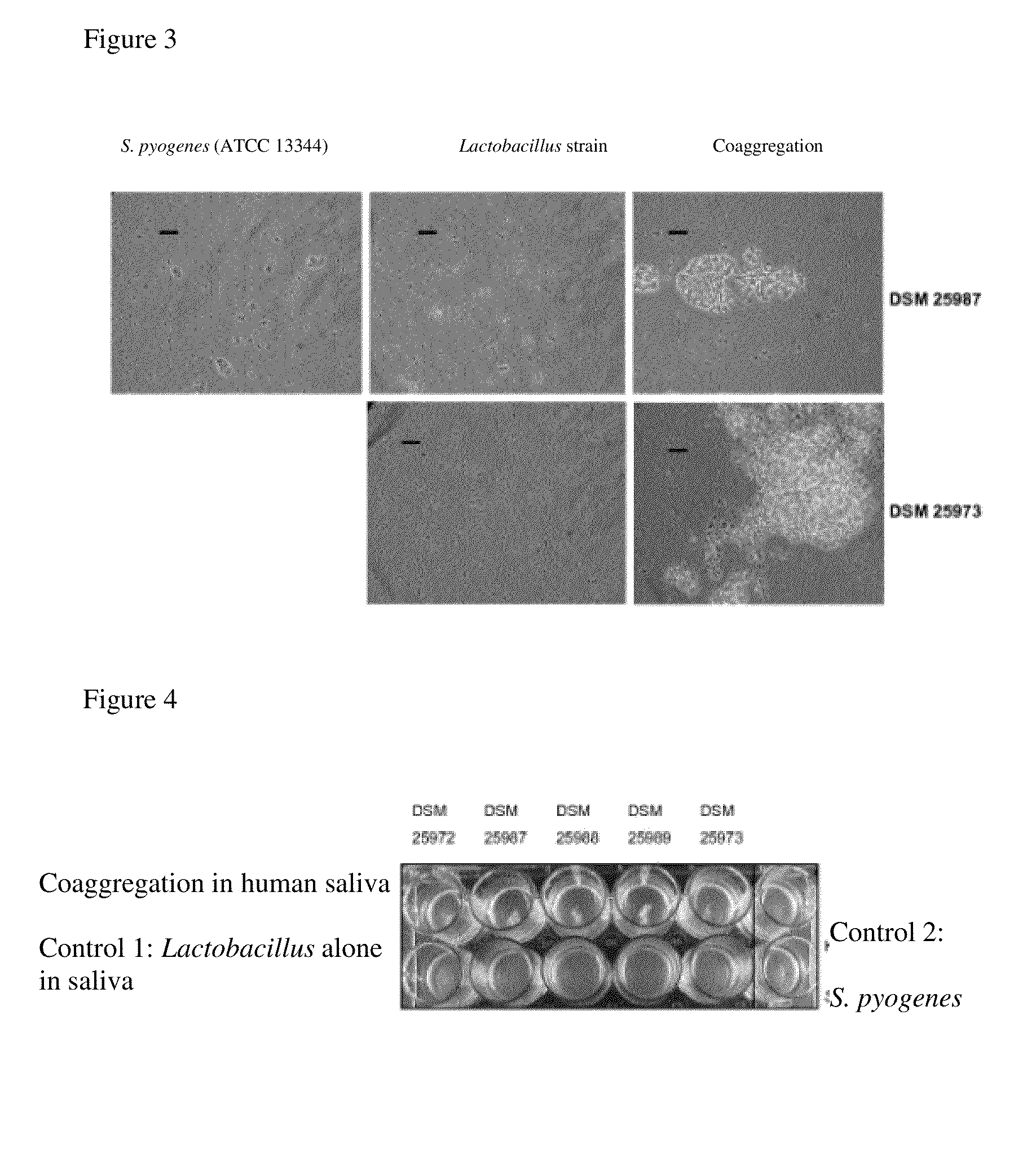 Novel lactic acid bacteria and compositions containing them against bacterial colds