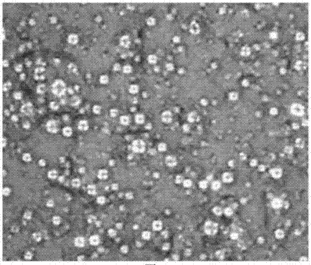 Composition for texture coating of automobile parts and automobile parts comprising same