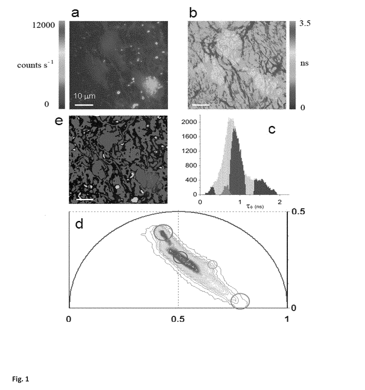 Phasor method to fluorescence lifetime microscopy to discriminate metabolic state of cells in living tissue