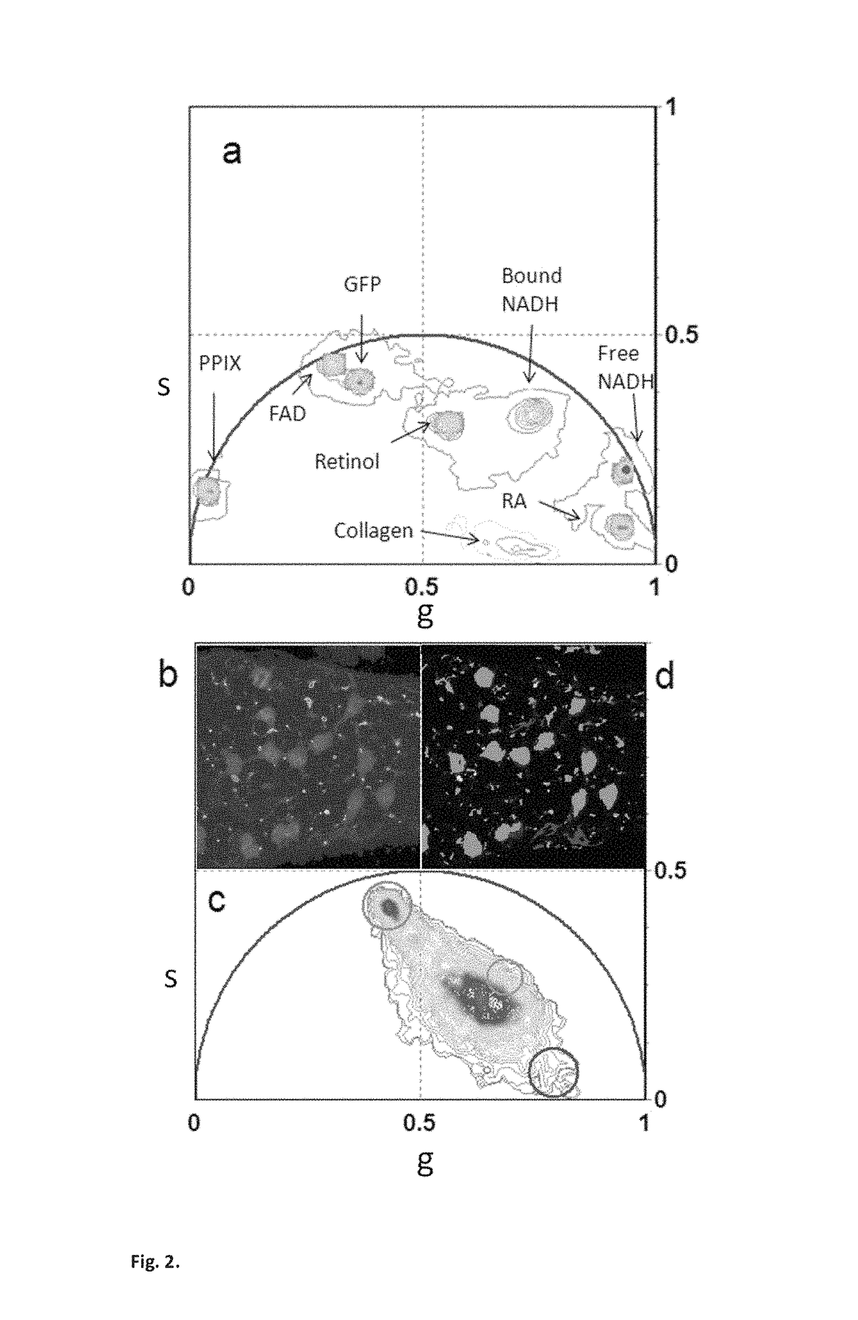 Phasor method to fluorescence lifetime microscopy to discriminate metabolic state of cells in living tissue