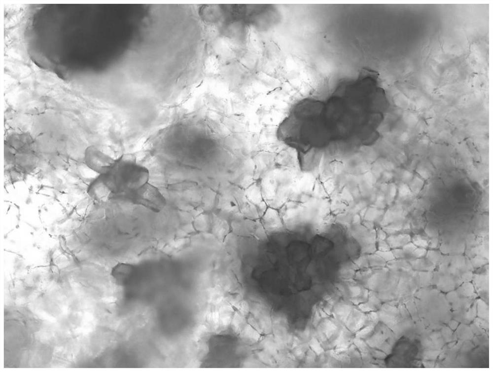 Pear fruit stone cell specific histochemical localization method