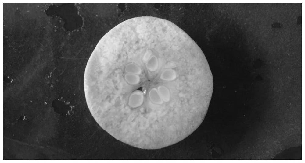 Pear fruit stone cell specific histochemical localization method