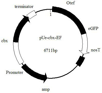 A kind of wild smut endogenous promoter pef and its expression vector and application