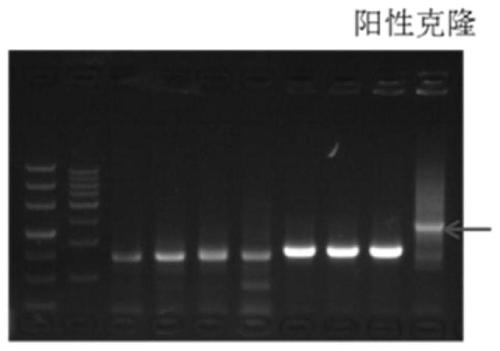Recombinant expression vector for expressing LL-37 polypeptide, recombinant lactococcus lactis, antiviral drug, construction method and application