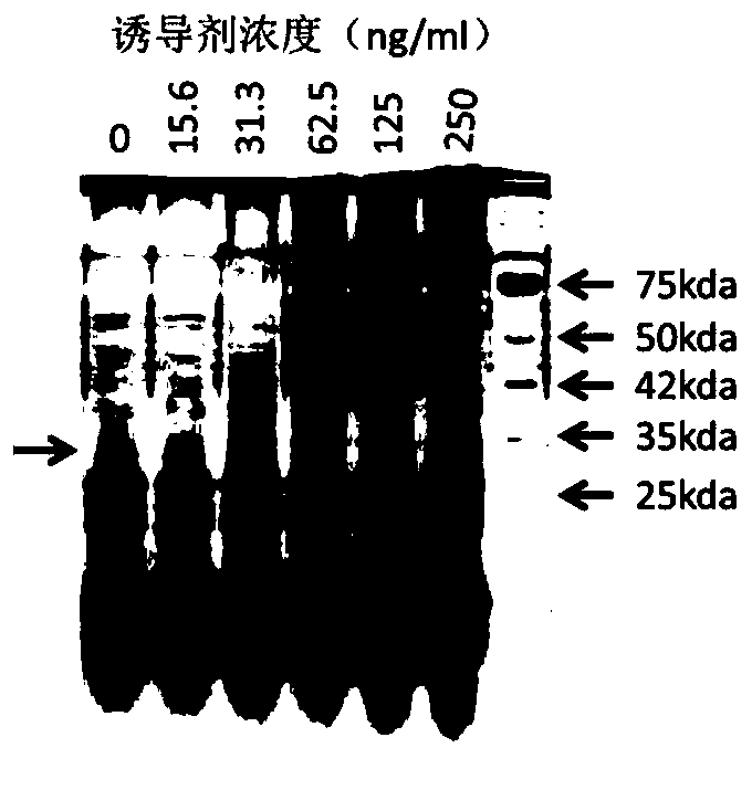 Recombinant expression vector for expressing LL-37 polypeptide, recombinant lactococcus lactis, antiviral drug, construction method and application