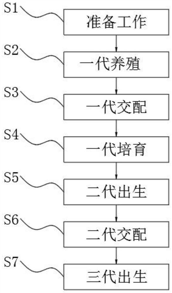 Genetic homogeneity research method based on SD rats